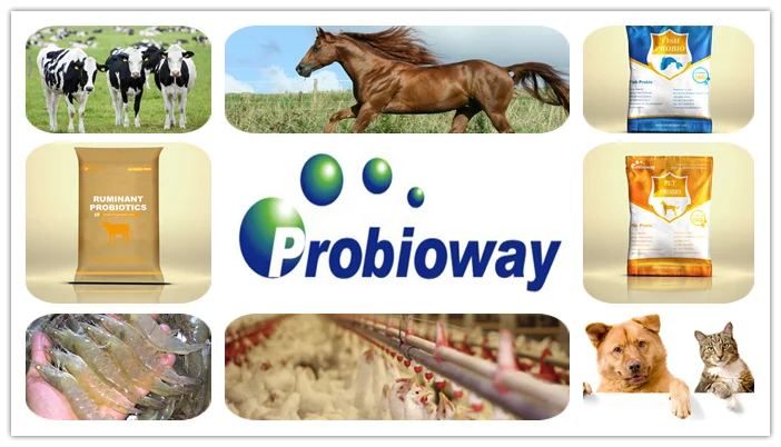 swine probiotics powder blend HH-SA 20 billion animal livestock feed additives microbials for pigs OEM