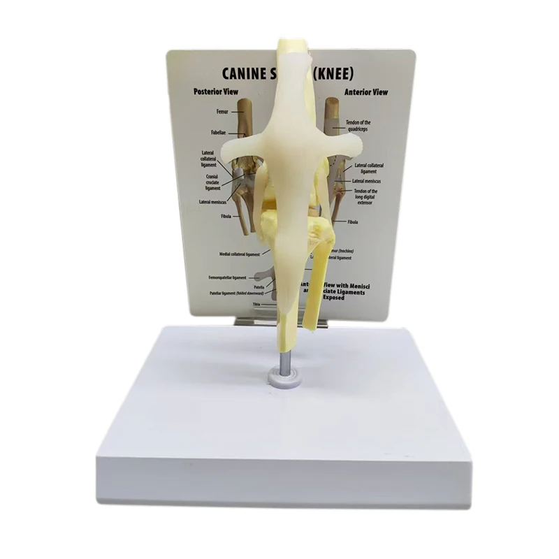 PVC artificial simulation canine bone elbow joint model for medical teaching