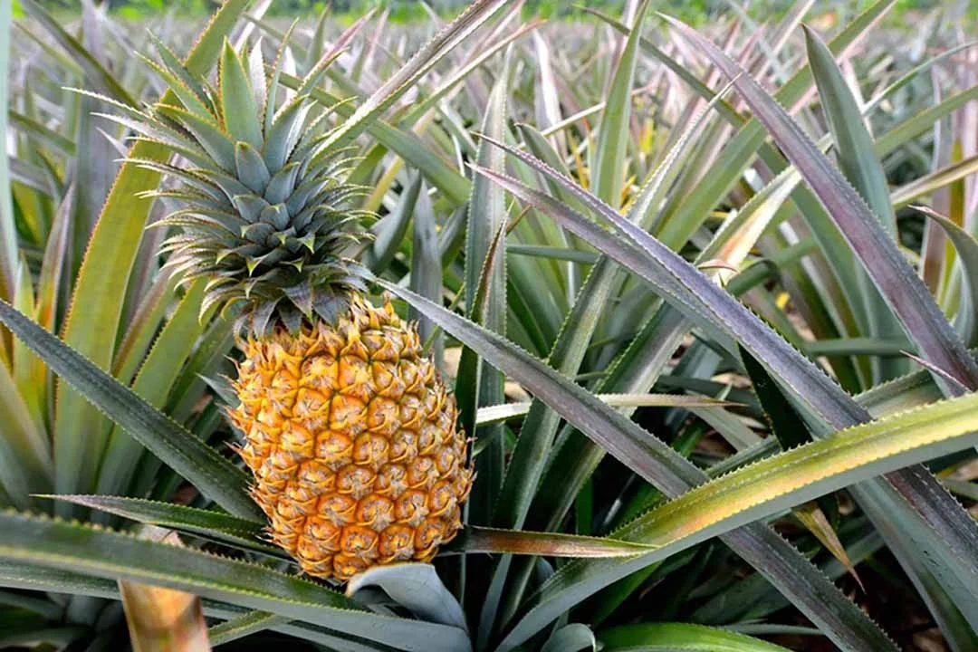 
High quality Wholesale Fresh Pineapples from Vietnam at Competitive Price 