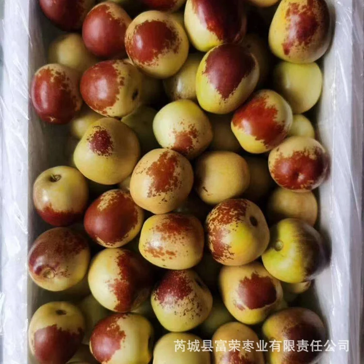 
Best Prices Fresh Tasty Delicious Crispy Jujube Fruits 