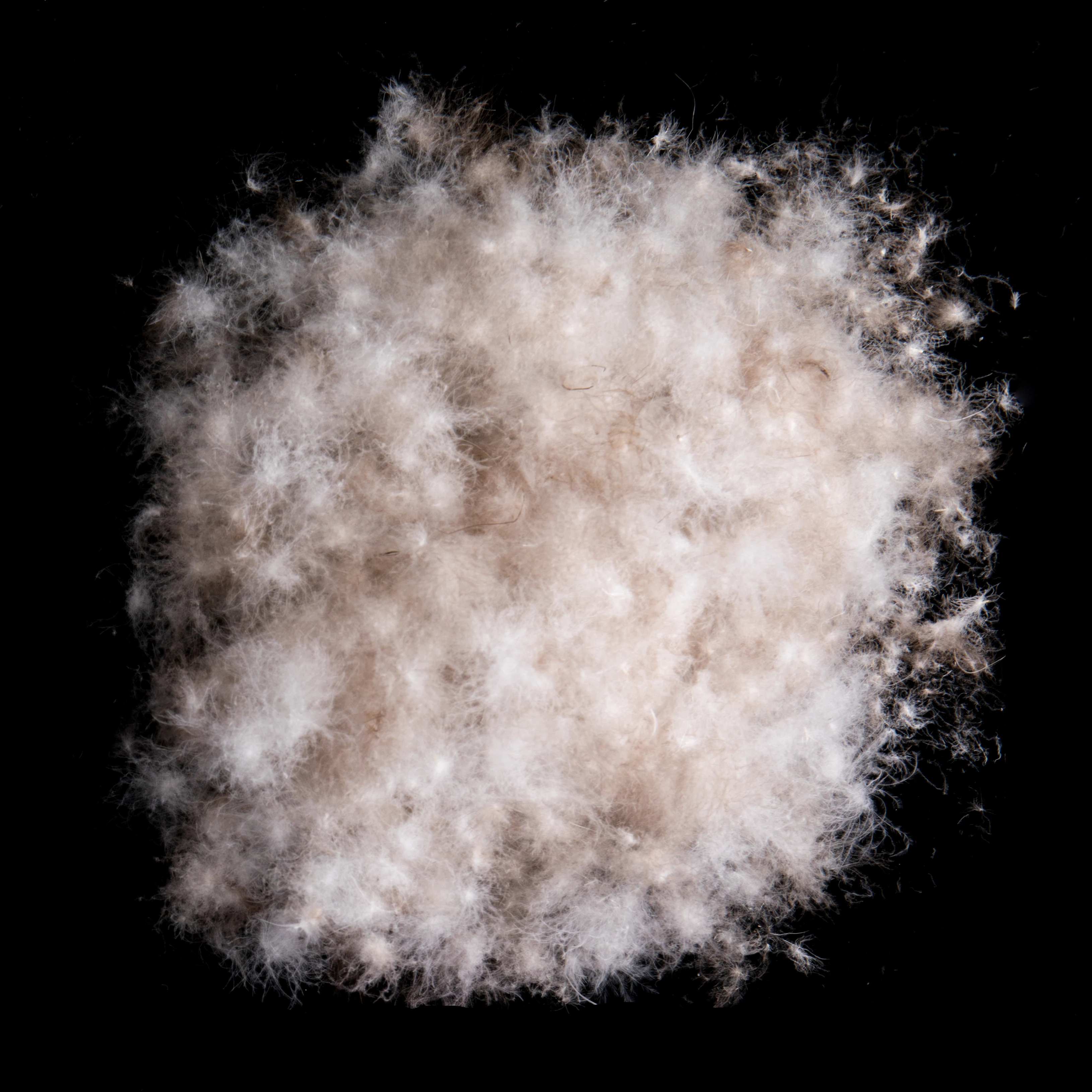 
Hot Sale 95% Washed Grey Muscovy Fabric Clothing Down Feather 