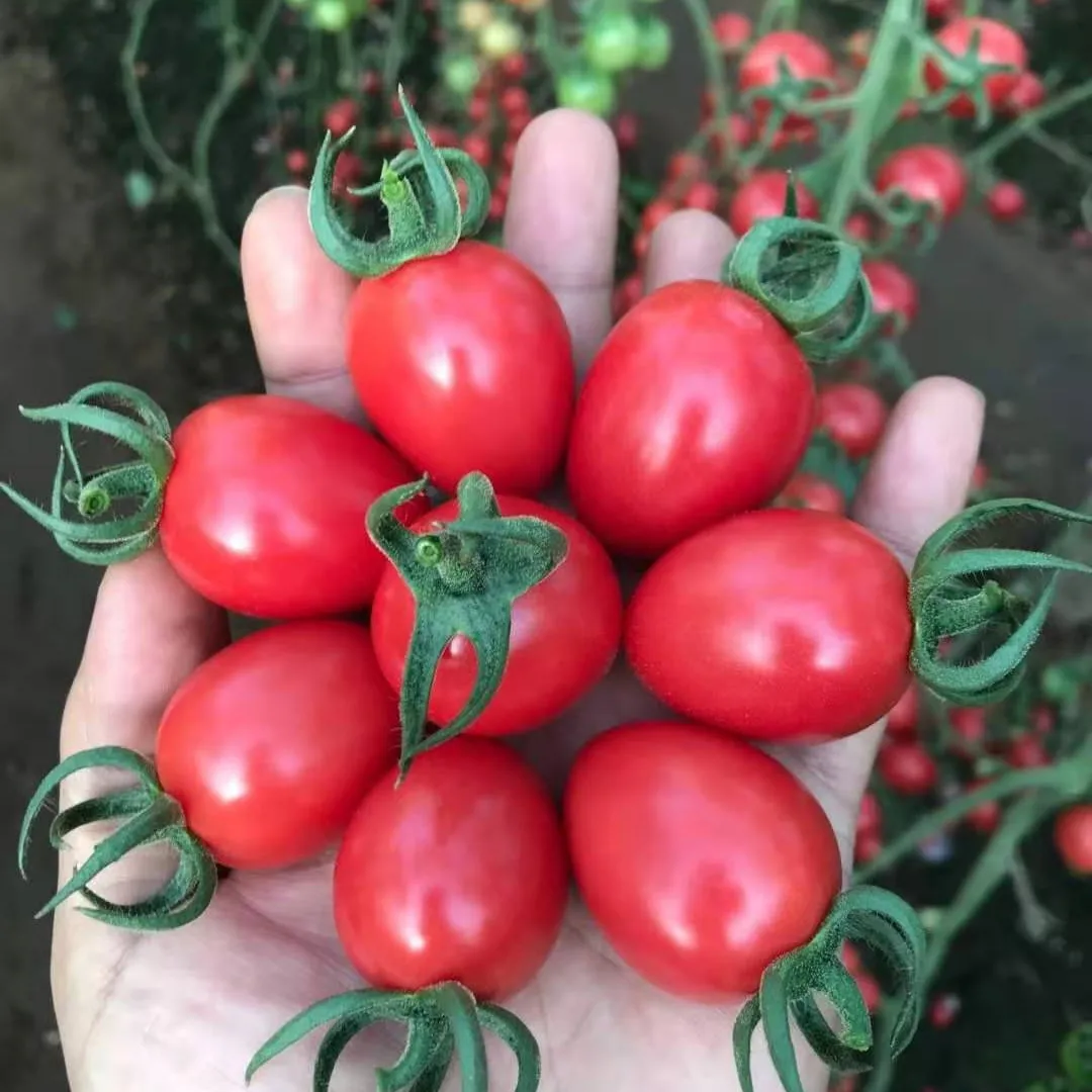 
Indeterminate Cherry Hybrid F1 Red Fruit Color Cherry Tomato Seeds from China 
