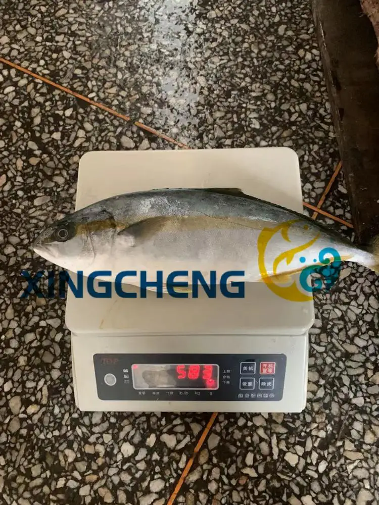 
Seafrozen Yellowtail Fish WR(Seriola quinqueradiata) Size:500-1000g/pc Hot Sale 