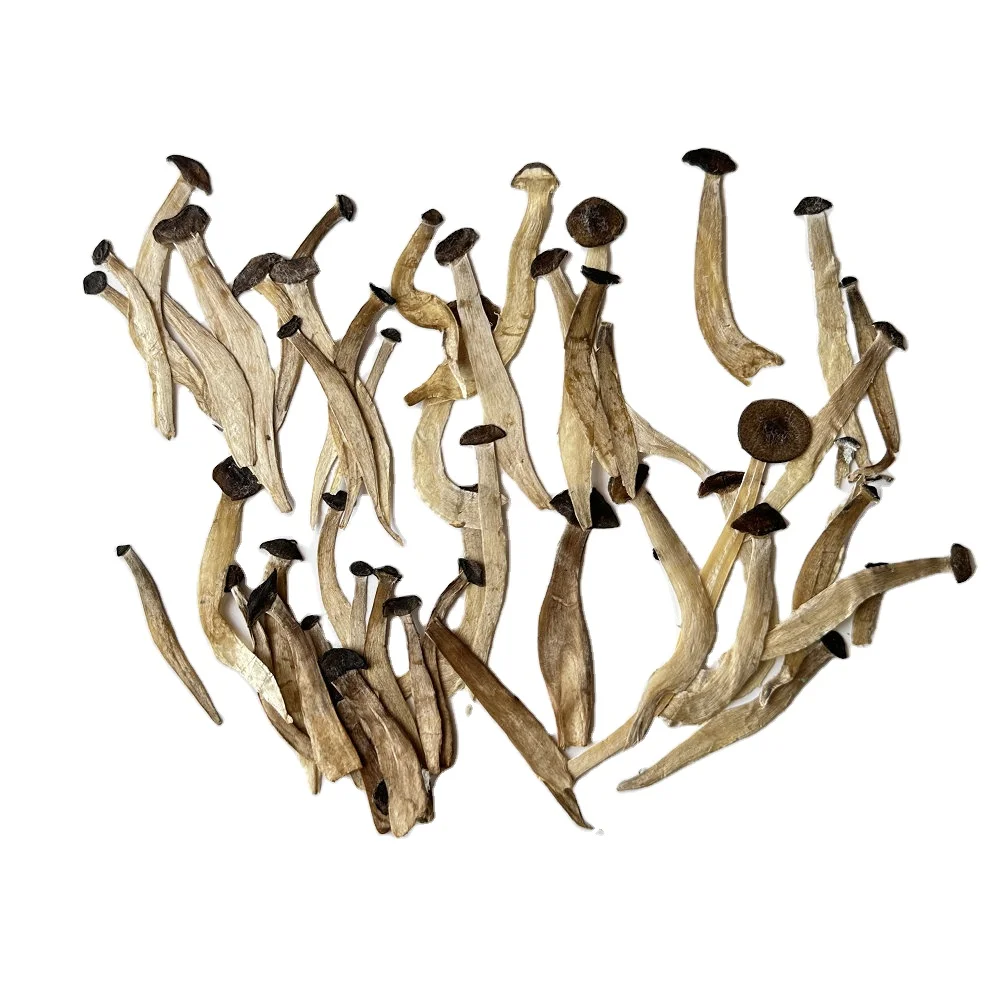 Pressed Dried Buna-shimeji Mushroom Slices For Photo Frame DIY Craft Resin Art