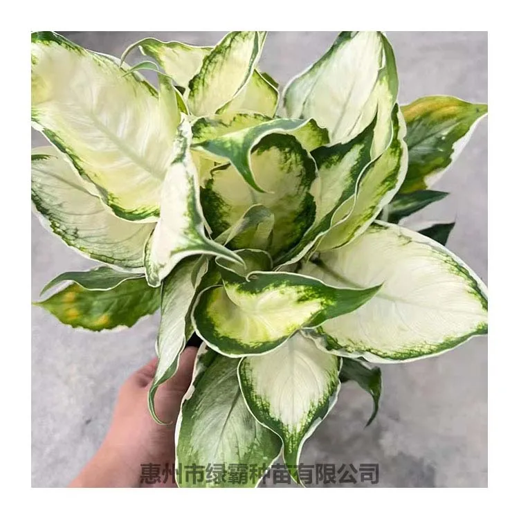 Popular Chinese Evergreen plant  White Moonlight Aglaonema  artificial plant bonsai