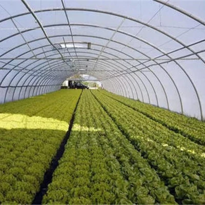 Factory Price greenhouse single span sunlight winter greenhouse serre greenhouse 100 meters for tomato