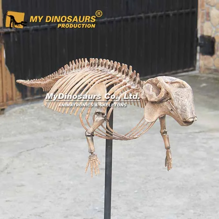 MY DINO AS-049 Educational Prehistoric Animal Dodo Bird Skeleton