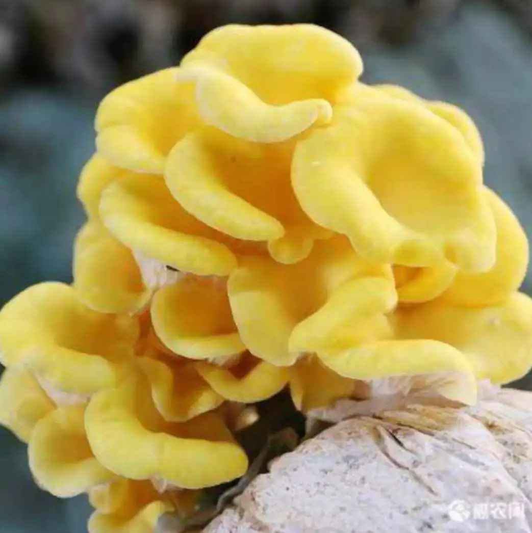 wholesale dried shiitake mushroom high quality organic dried flower shiitake mushroom whole mushroom