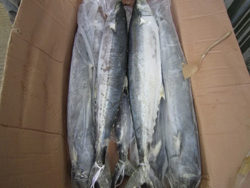 
ikan tenggiri spanish mackerel 
