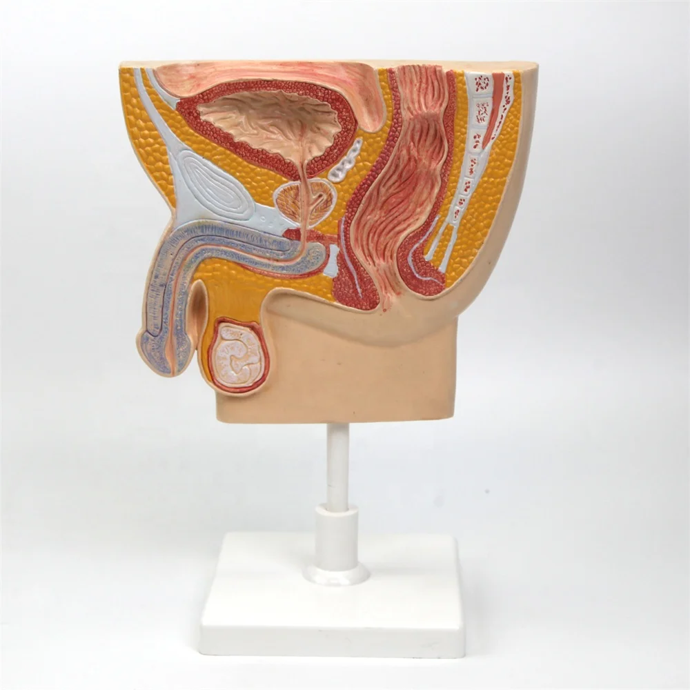 Усовершенствованная модель мужских органов из ПВХ, модель таза, мужской папа