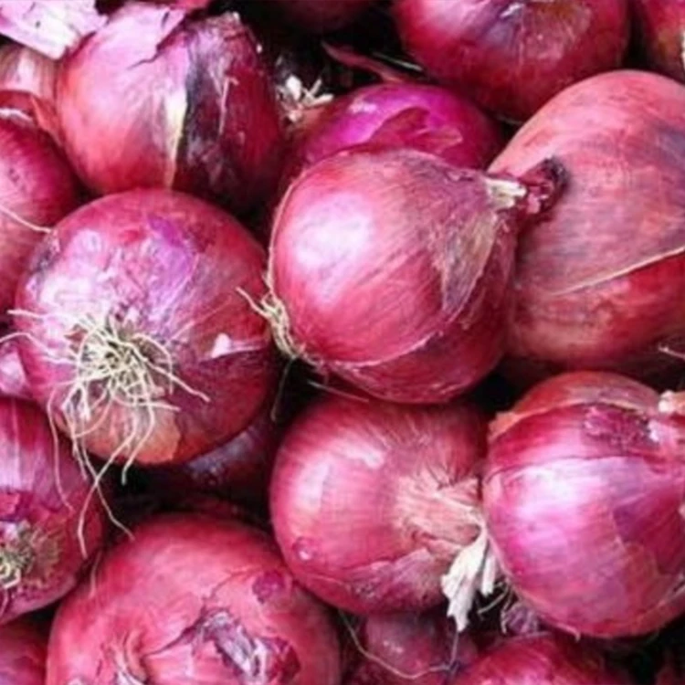 Chinese supplier Good Quality red onion Fresh Onions spices