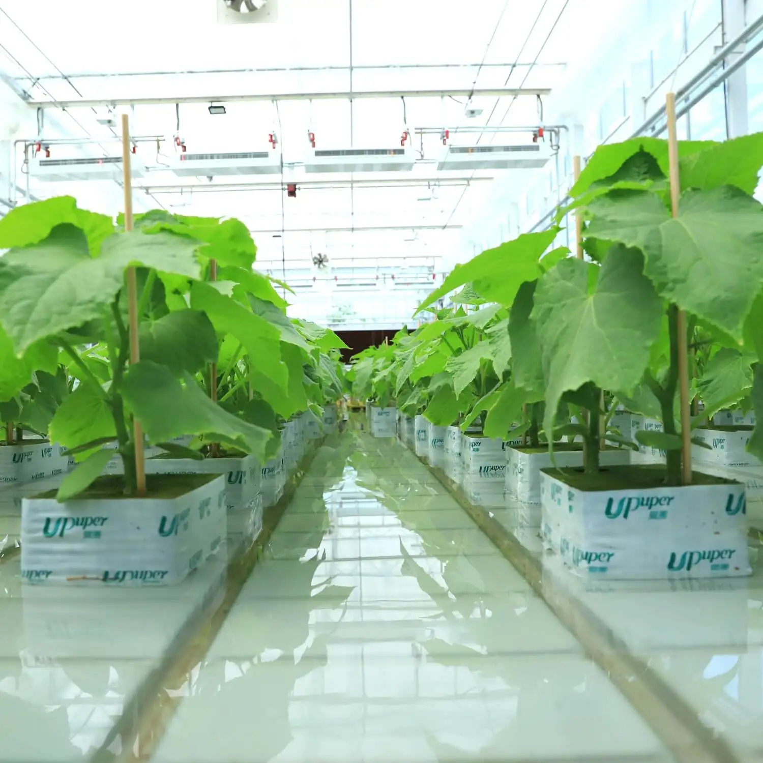 UPuper China factory 6*4*2.5 inch double holes wholesale growing cucumbers substrate rock wool cubes for hydrophonics