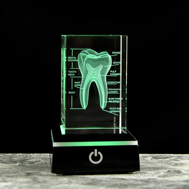 Clear Crystal Cube With Teeth Artificial Enlarged Natural Tooth Dental Data Model Laser Engraved For Student Practice