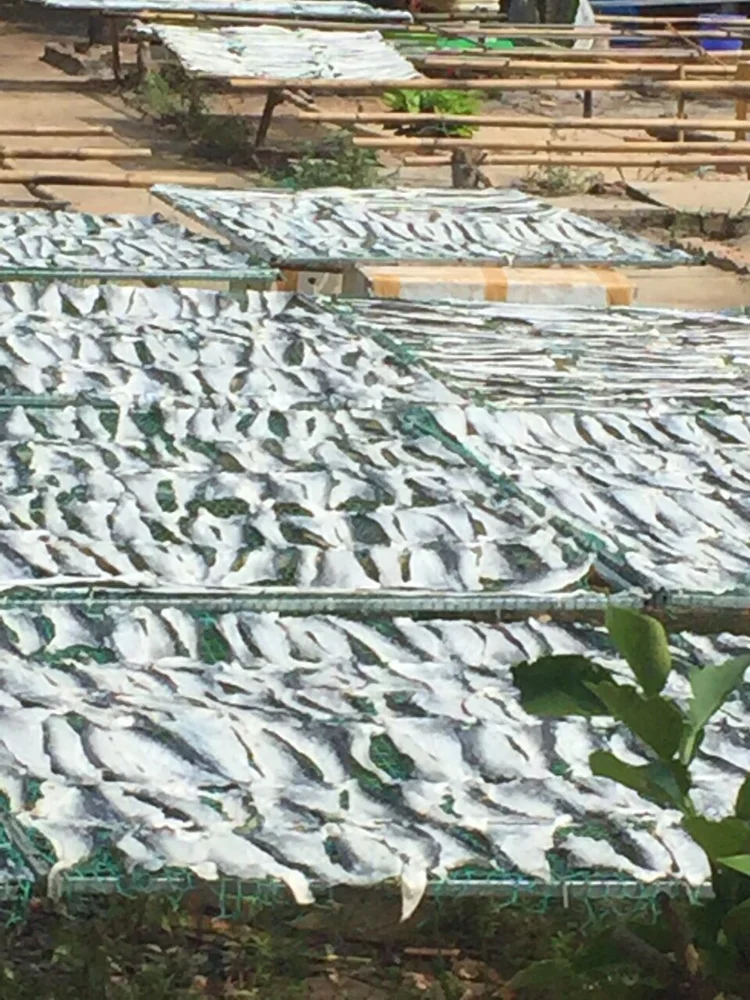 
FACTORY FRIED FISH SKIN - CRISPY FISH SKIN/ SNACK FISH SKIN FROM SALMON/ PANGASIUS BULK SO CHEAP FROM VIET NAM 