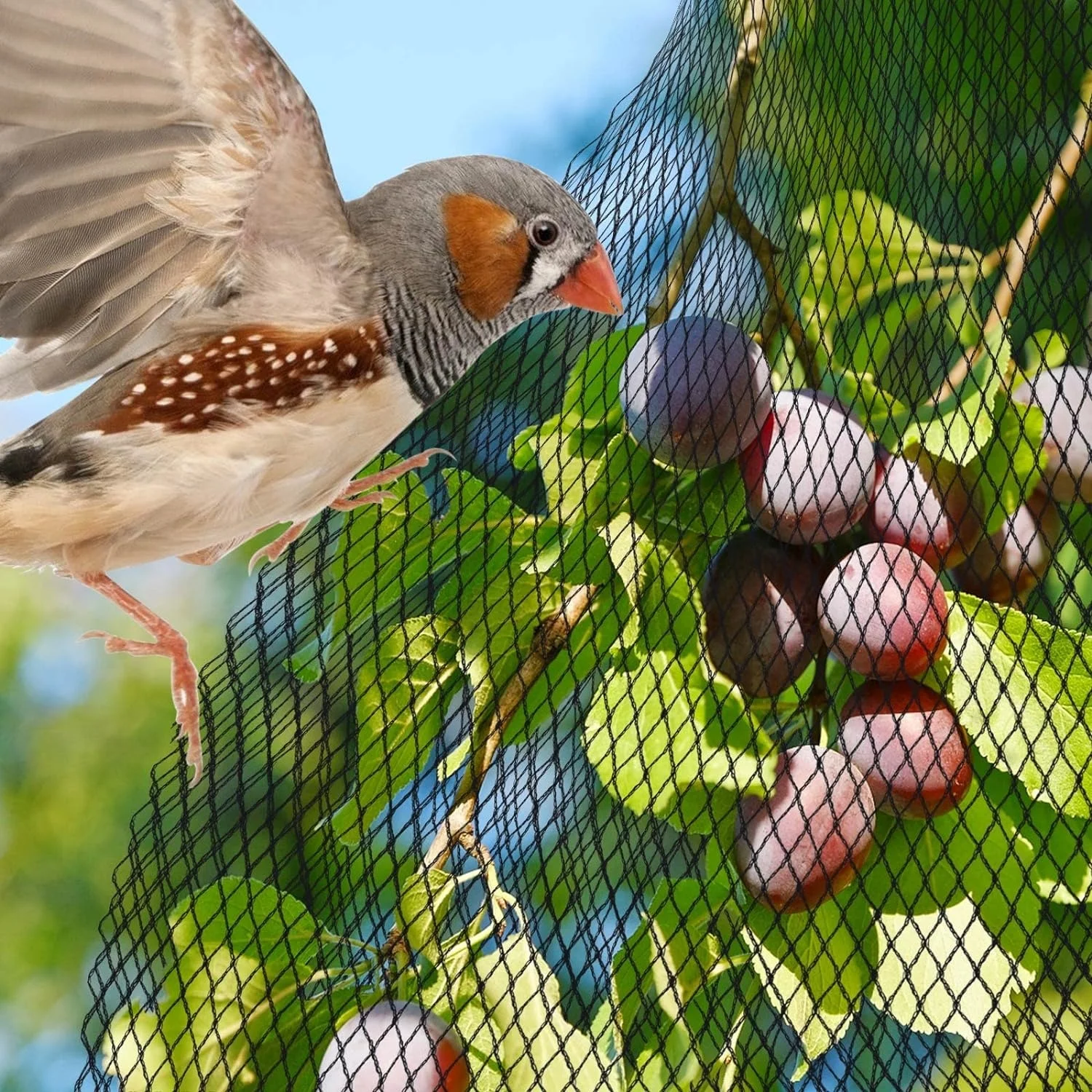 HDPE Knitted Diamond Anti Bird Net Garden Knitted bird Netting Anti Bird Protection Net