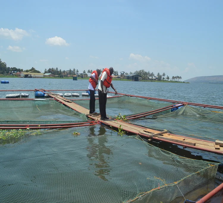 Floating Fish Farm Cage Aquaculture Fish Breeding Cages Bait Cage Carp Fishing Blue Fish Hatchery Equipment Life Hdpe 10 Years