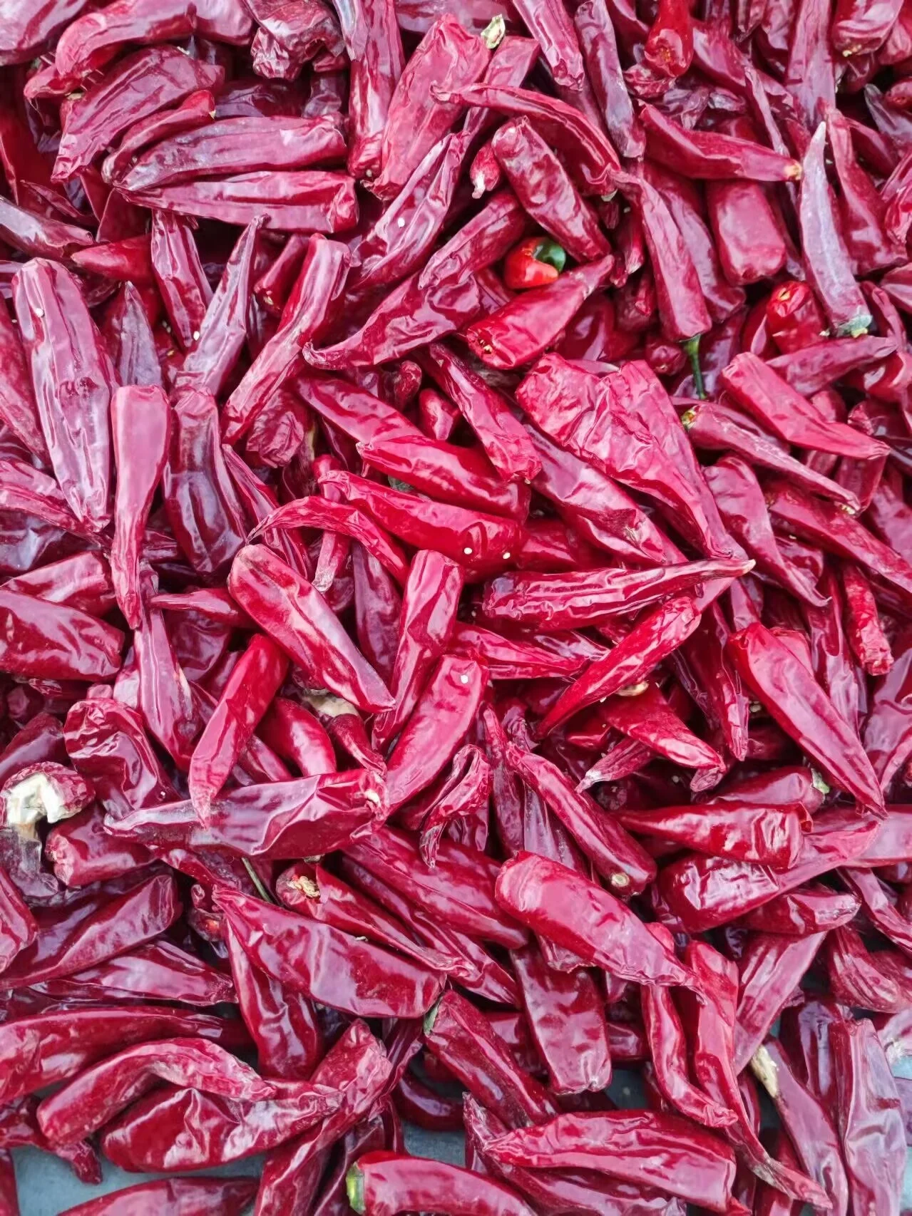 Dried Red Chili  Dry Hot Pepper  Chinese Dried Red Chilli