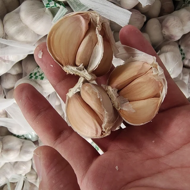 2024 Garlic Import Trade China White Garlic Fresh Garlic For Sale Export Egypt 5.0cm 5P