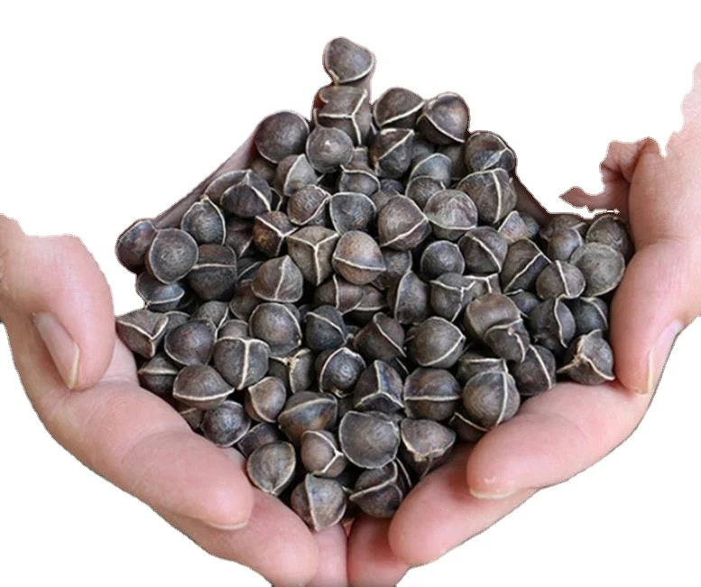 Natural big size dried raw loose Drumstick tree seeds for health foods