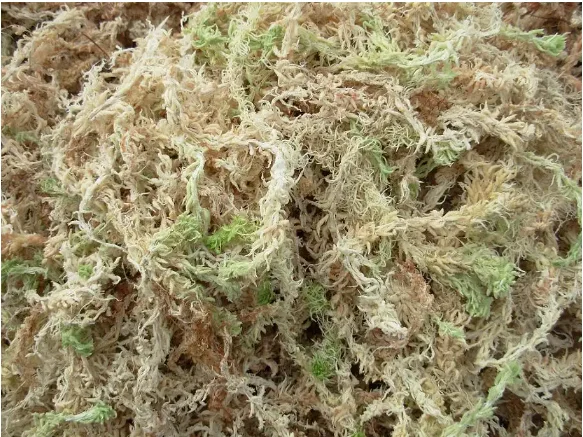 TY Factory Supplying succulent cultivation medium sphagnum moss dried sphagnum moss for Potted flowers