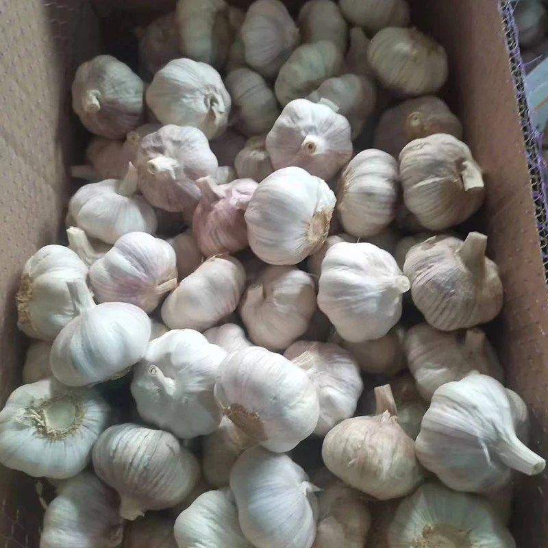 Fresh Normal White Garlic For Africa Market Supply From Chinese Professional Garlic Wholesale Supplier