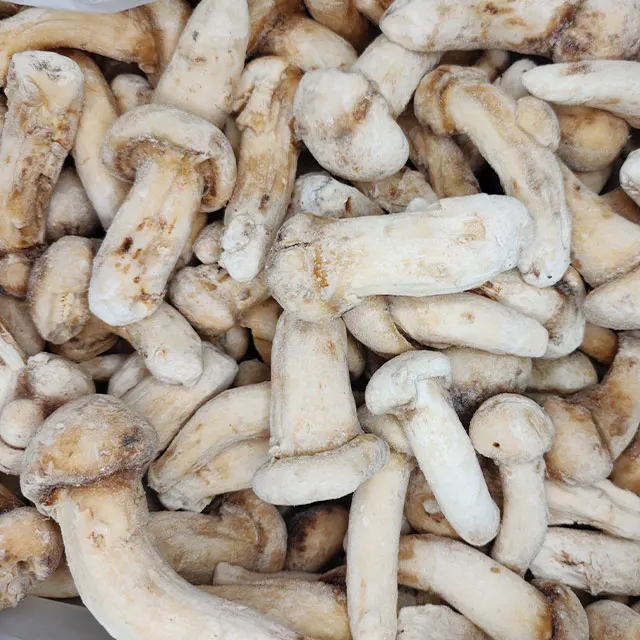 Professional Factory Bulk Culture Edible Mushrooms Real Leather Mushroom Tricholoma Matsutake