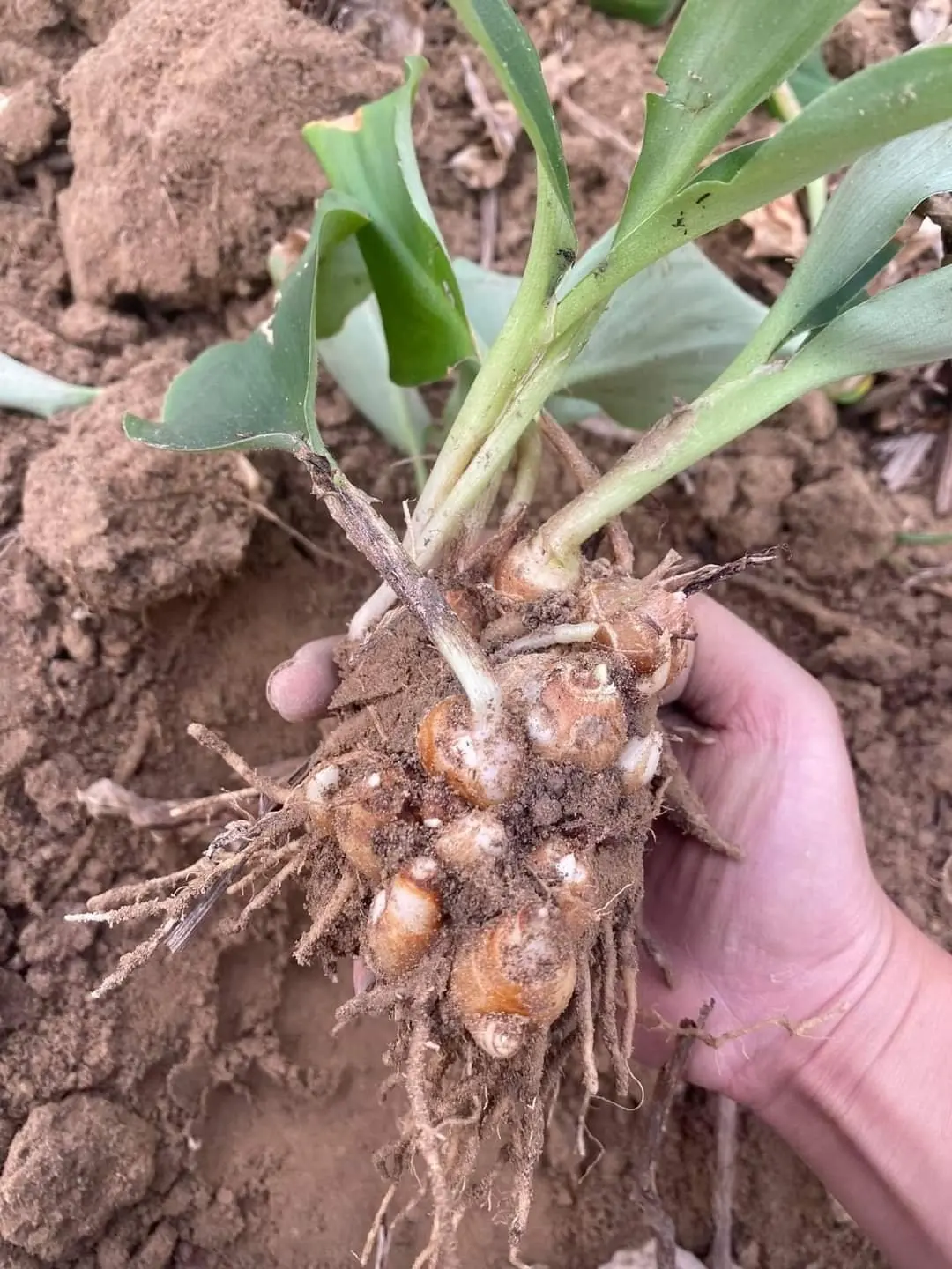 Best Sale High Quality 100% Natural SAND GINGER/KENCUR/AROMATIC GINGER Root Powder Food Best Price Bulk Buying Vietnam Market