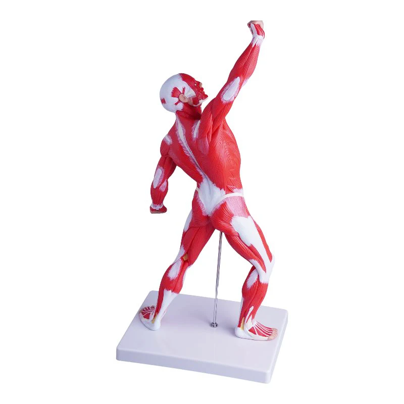 Human Skeletal Anatomy Model Teaching Teaching a Whole Body Muscle Model
