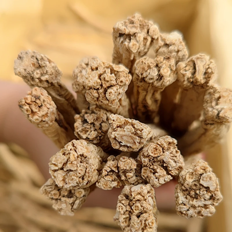 Wholesale artificial second class Chinese herb dangshen dried codonopsis health food Gansu Zhongzai