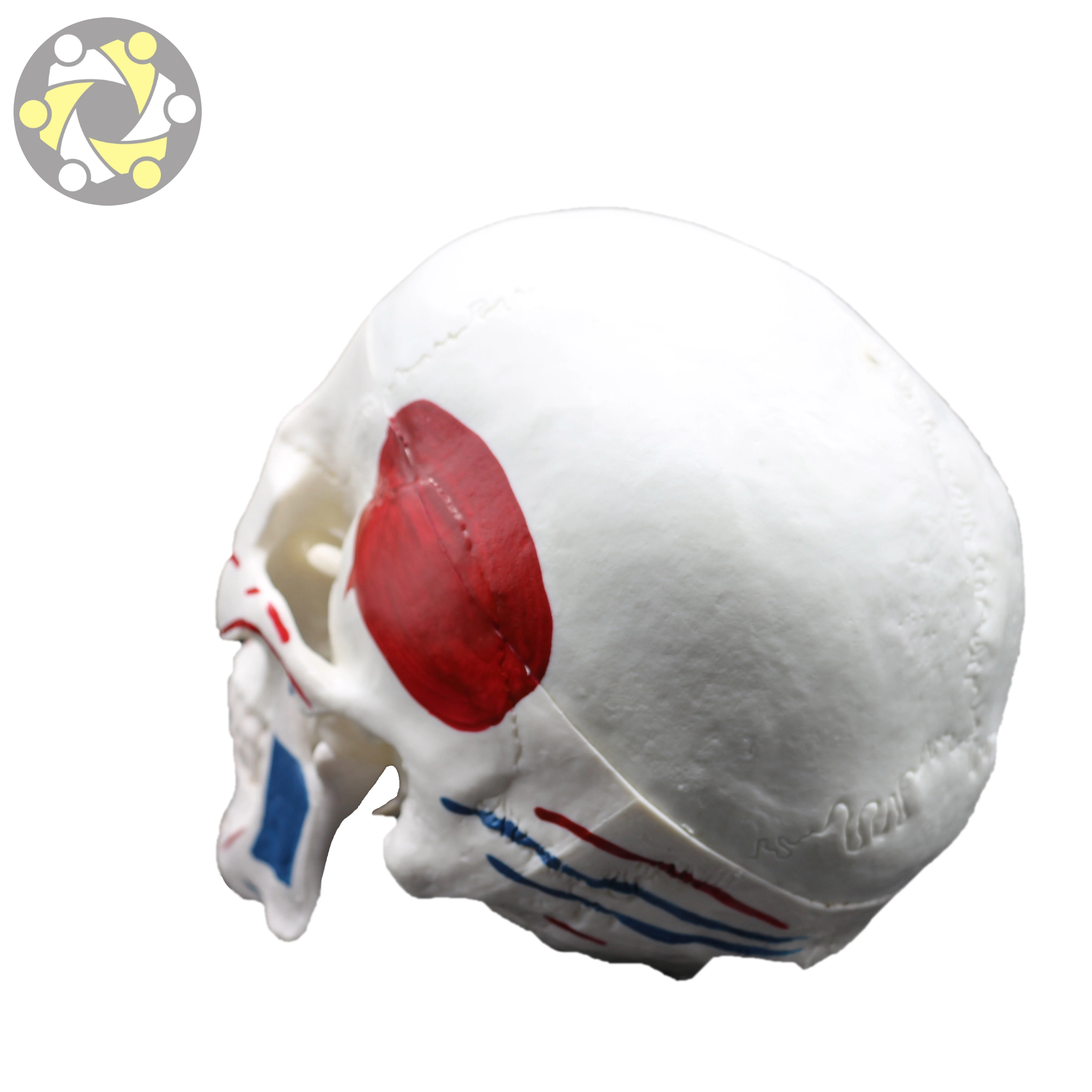 Medical Science Training Skull Model with Detailed Muscle Painting Human Anatomy Model
