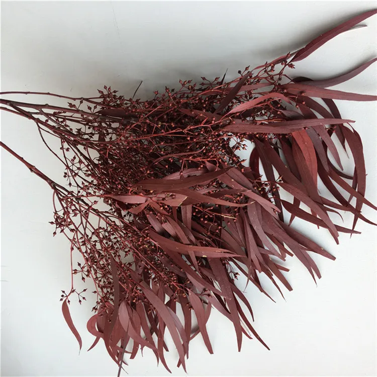 Amazon hot sell home decoration wholesale everlasting eucalyptus leaves preserved eucalyptus saligna seed