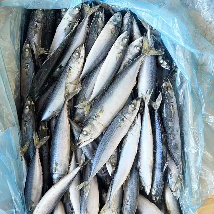 Hot Selling Wholesale Low Price Fresh Seafood Frozen Fish Mackerel Exporters