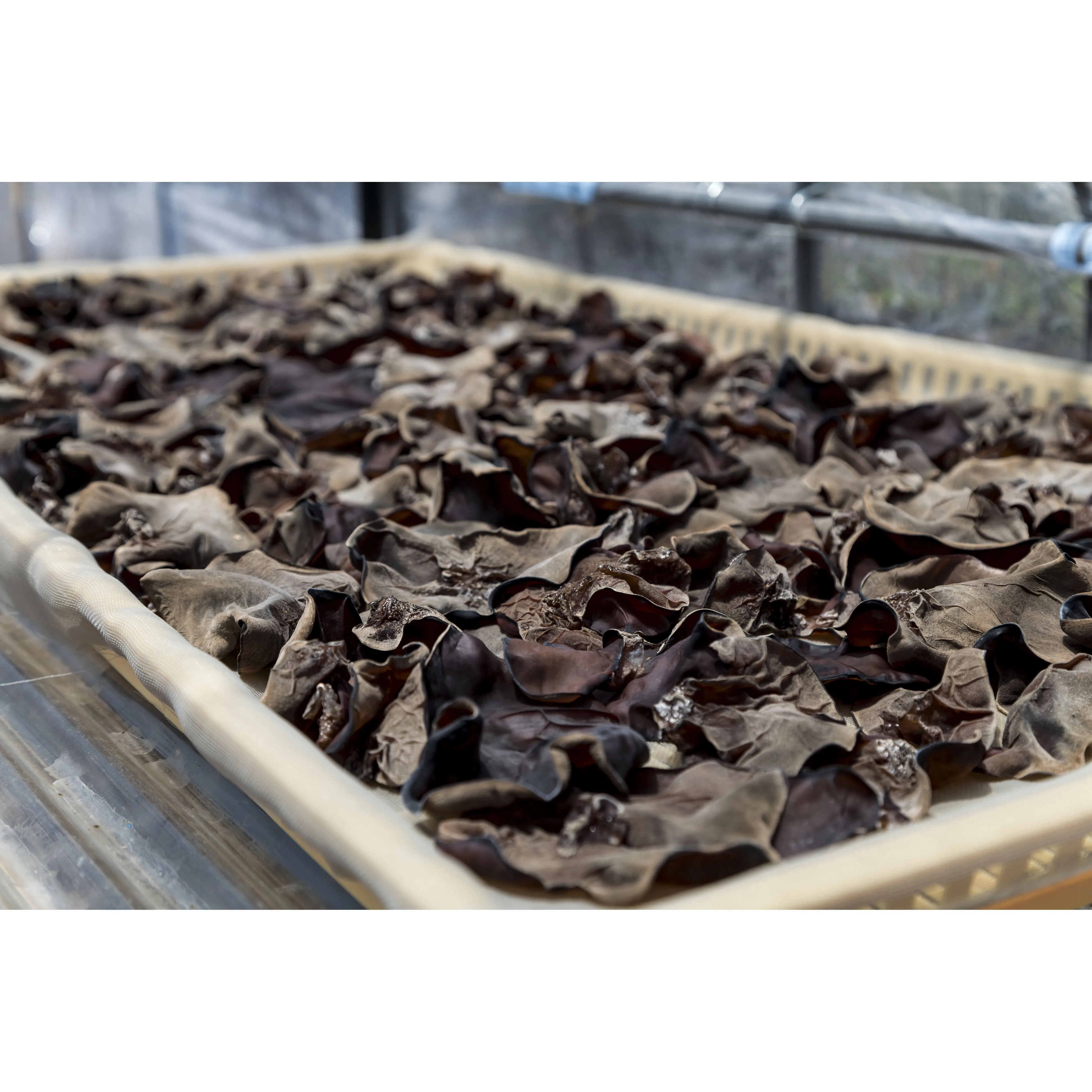 Оптовые цены на грибы съедобного гриба и черные трубы