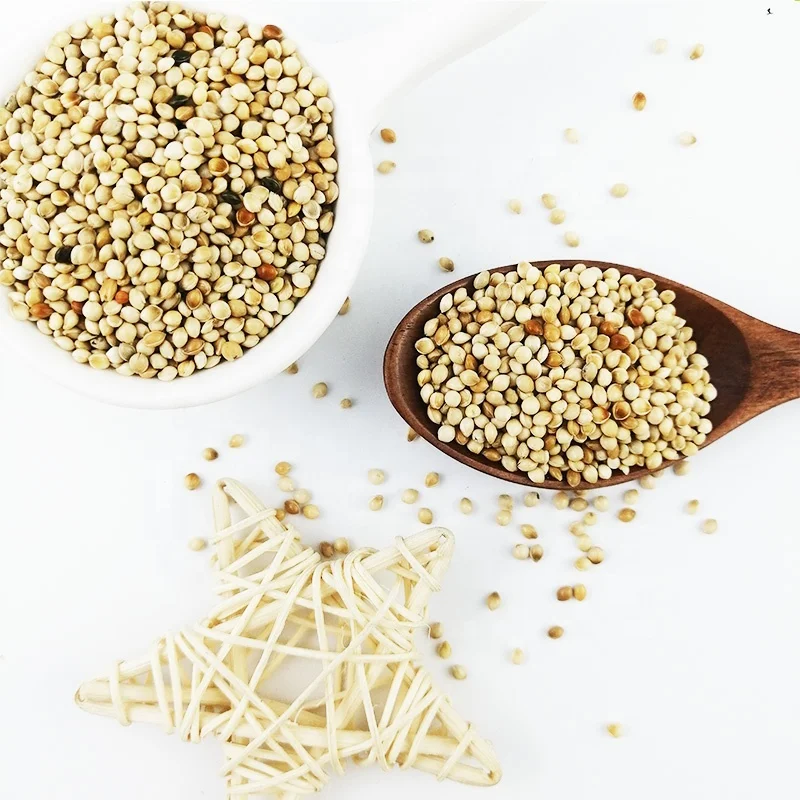 Good Grade Yellow White Broomcorn Millet yellow broom corn millet grains millets