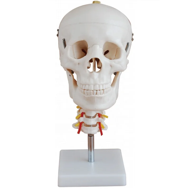 MECAN Medical Human Skull Anatomy Model Medical Anatomical Model Skull with Cervical Spine