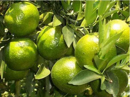 
Manufacturer wholesale citrus sinensis osbeck extract diosmin hesperidin 90% 95% bulk price 