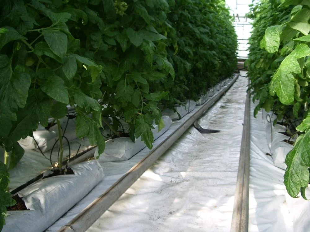 
Pressed peat moss slabs to grow plants in green houses 