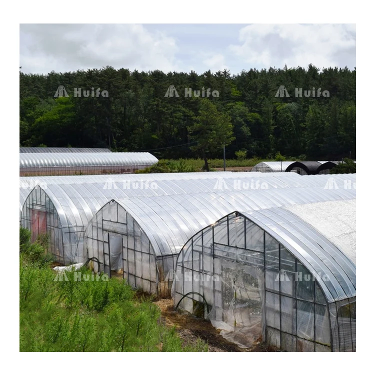 Large Multi-Span Green House Agricultural Vegetable Greenhouse With Tomato Hydroponic Growing System