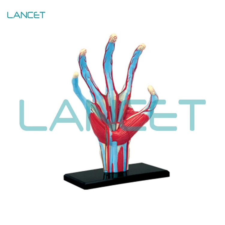 LANCET 4D puzzle assembled toys hand model teaching model