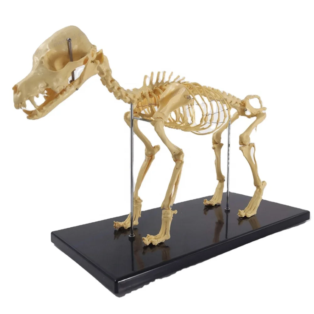 
Small Dog Skeleton Model Human Biology Teaching Animal Dog Canine Skeleton Model 