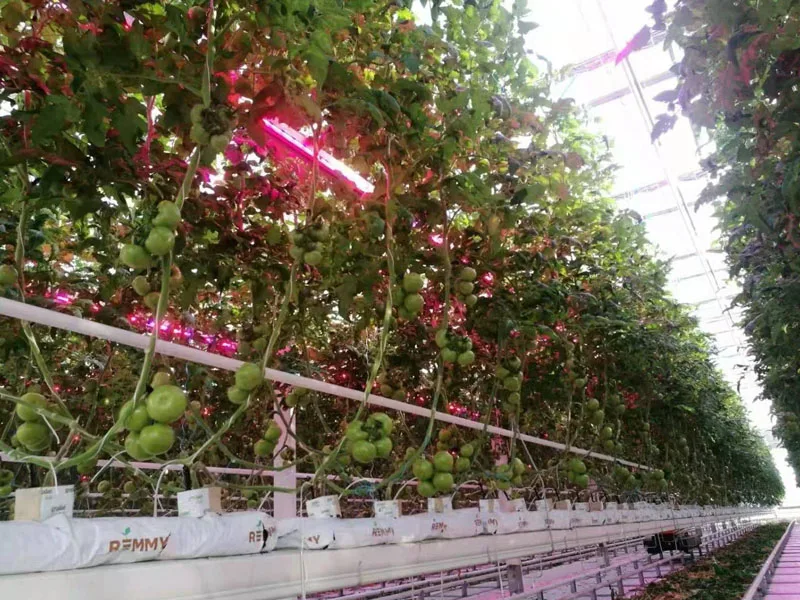 Complete Glass Greenhouse Agricultural Hydroponic System Greenhouse Turnkey Project