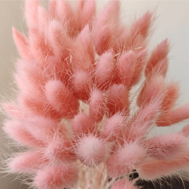 One bundle of 55 branches  Dried bunny tails Home decoration  Dried flower bouquet  Dried Lagurus Ovatus  plants flower