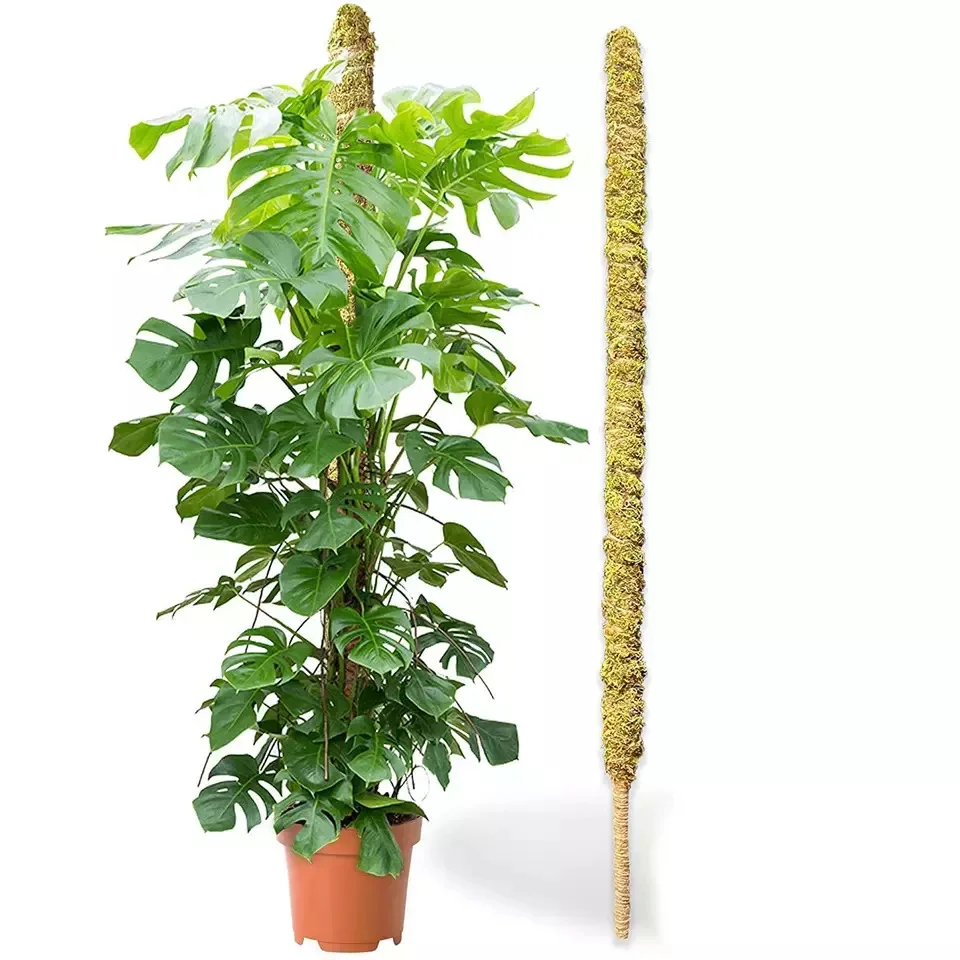 Forest Moss Pole Plant Monstera Bendable Plant Stakes Sphagnum Real Forest Moss Stick Handmade Potted Plants Support Trellis
