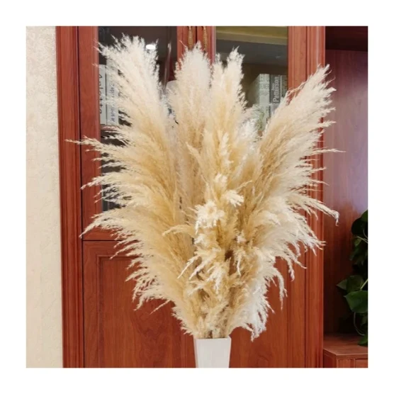 
Wholesale Popular Preserved Flowers Natural Color Dried Pampas Grass for Wedding Decor 