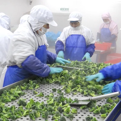 Wholesale IQF fresh frozen broccoli with competitive price 2023 New Crop top