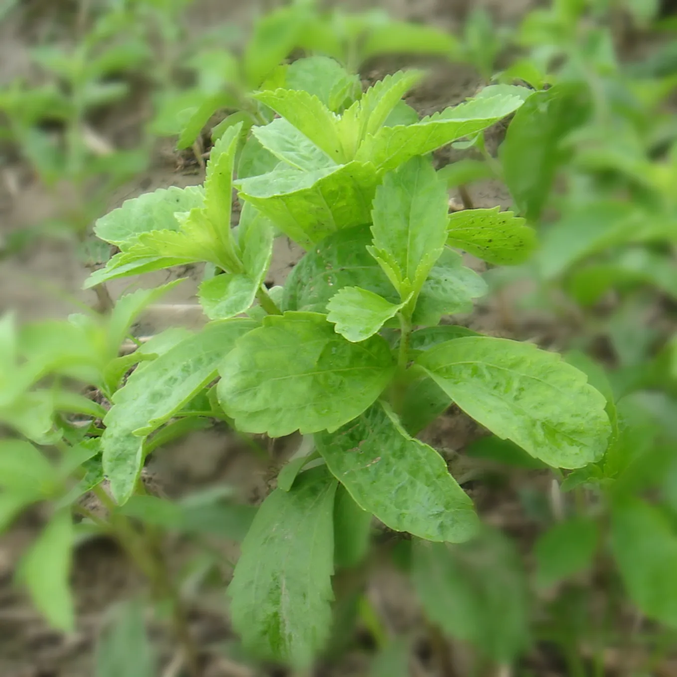 
Natural Stevia Extract RA25-RA99 
