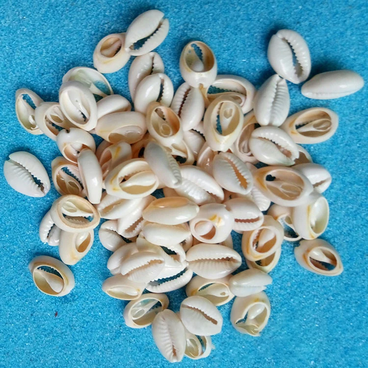 
Bohemia natural decorative jewelry accessories charms sea shell conch cowrie shells 