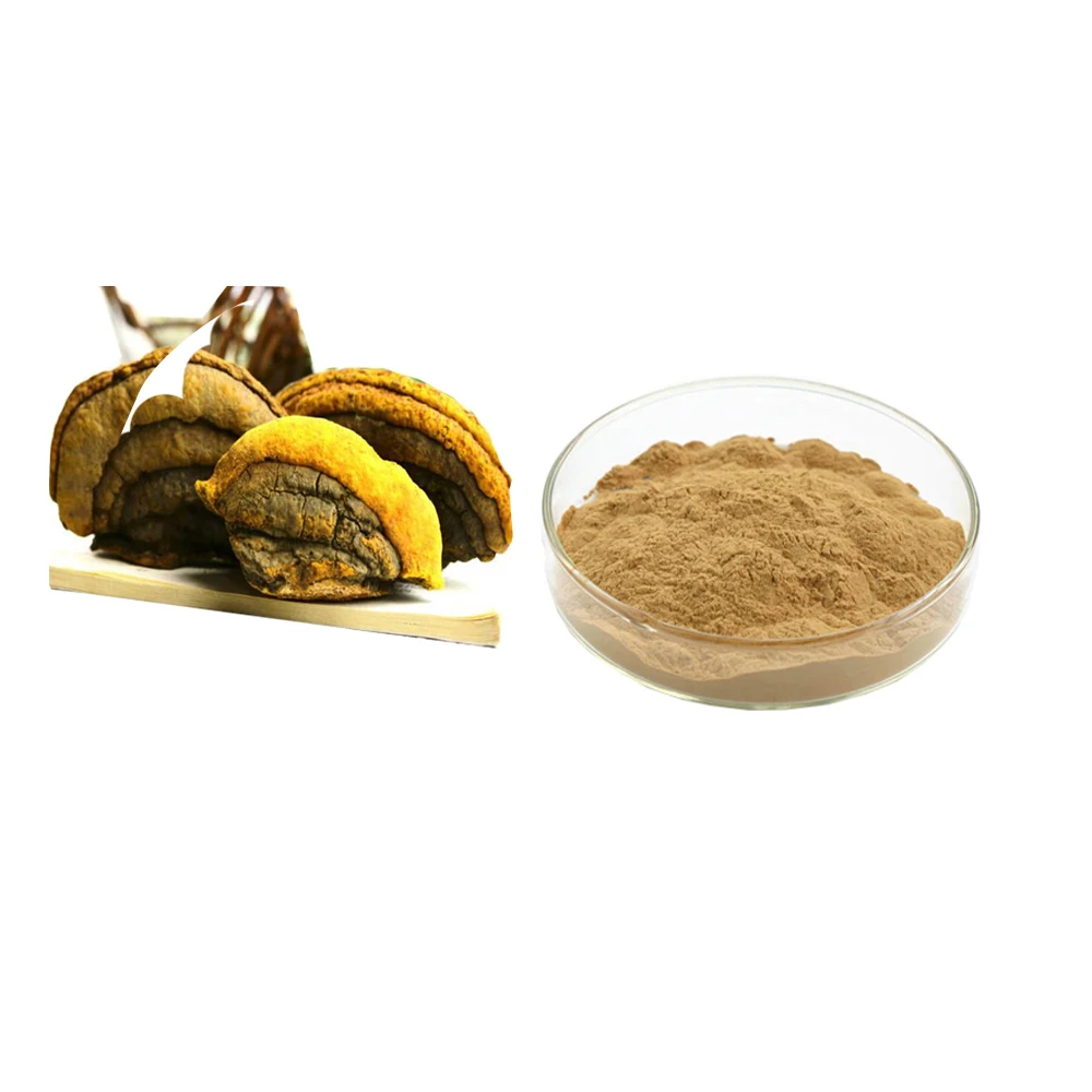 Phellinus linteus (Sangwhang) mycelium extract Fleckedflesh polypore Extract polysaccharides 30%-50% Phellinus igniarius extract