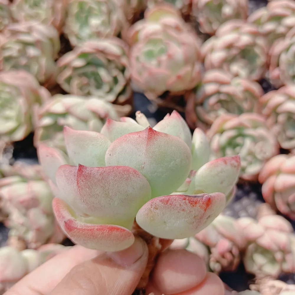  126 Echeveria шальмон суккулент древесное растение суккуленты