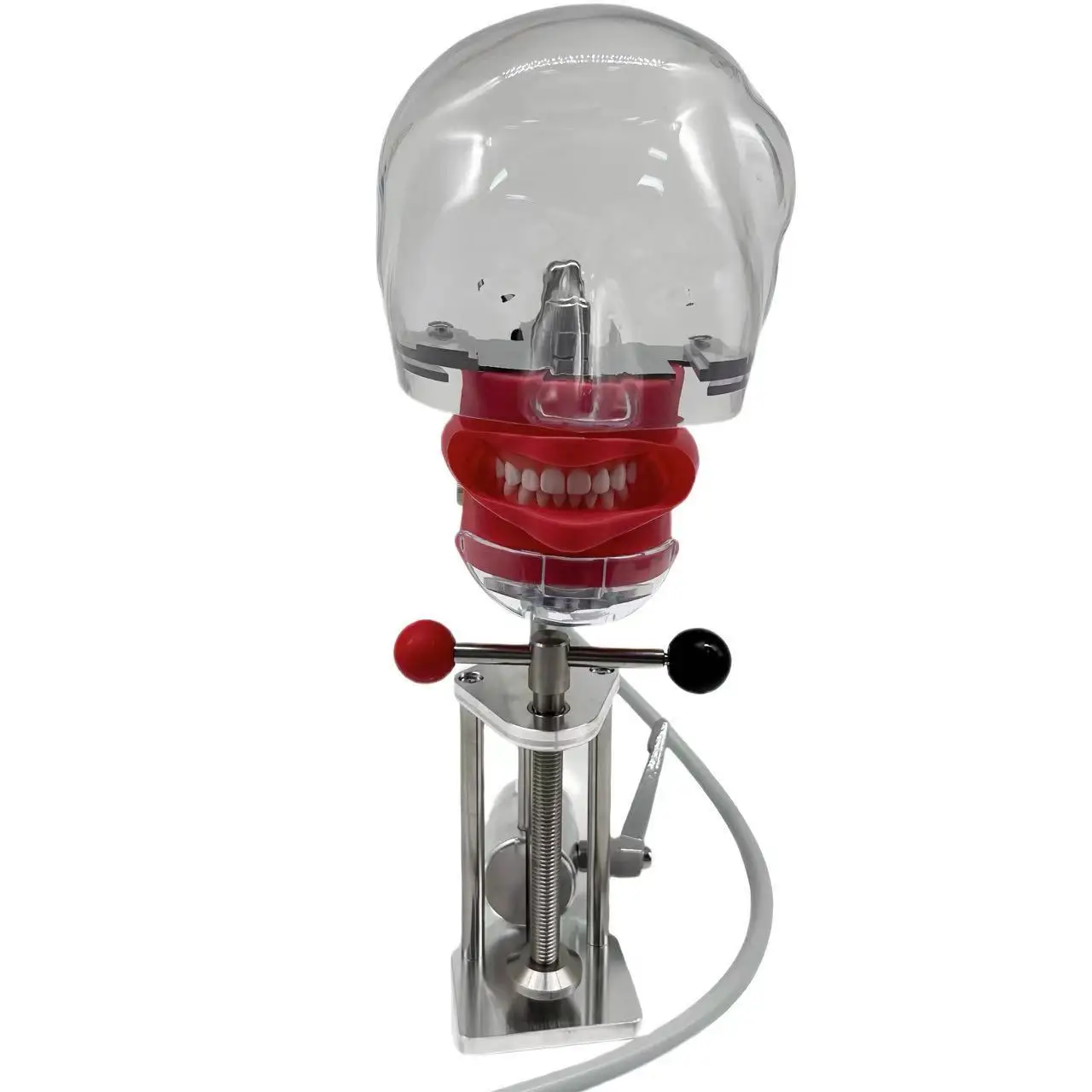 Adjustable Teeth Replacement Dental Phantom Head Manual Phantom Dental Model Plastic Metal Material Desktop Mounted Simple Table